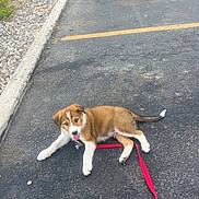 Duke joined the competition — help win amazing prizes! puppy, dog, leash, parking_lot, asphalt, outdoor, pet, young_dog, playful, happy, brown_and_white, tongue_out, sidewalk, curb, rocks, empty_space, nature, grass, sunlight, daytime