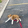 puppy, dog, leash, parking_lot, asphalt, outdoor, pet, young_dog, playful, happy, brown_and_white, tongue_out, sidewalk, curb, rocks, empty_space, nature, grass, sunlight, daytime