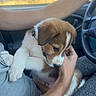 Duke joined the competition — help win amazing prizes! puppy, dog, person, car, arm, hand, window, seat, collar, fur, cute, pet, lap, clothing, sky, nature, roadside, comfort, indoor, travel