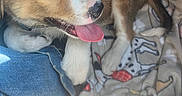Duke joined the competition — help win amazing prizes! puppy, dog, pet, brown, white, tongue_out, blanket, patterned_blanket, jeans, denim, indoor, resting, cute, fur, animal, young, cozy, comfort, closeup, happy