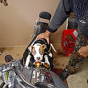 Brandy is registered to the contest to win money with this photo: puppy, dog, motorcycle, man, hand, sunglasses, black_clothing, camouflage_pants, harley_davidson, garage, floor, red_box, chrome, seat, pet, animal, indoor, casual, cute, vehicle