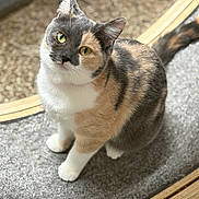 Ruby joined the competition — help win amazing prizes! animal, calico, cat, closeup, curious, cute, domestic_cat, feline, fur, green_eyes, head_tilt, indoor, mat, paws, pet, sitting, soft_light, texture, whiskers, wooden_border