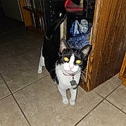 Bandita is registered to the contest to win money with this photo: abyssinian, accessories, animal, blackcat, bookcase, cat, closet, cupboard, furniture, hardwood, indoors, kitten, manx, path, pet, plywood, slate, strap, walkway, wood