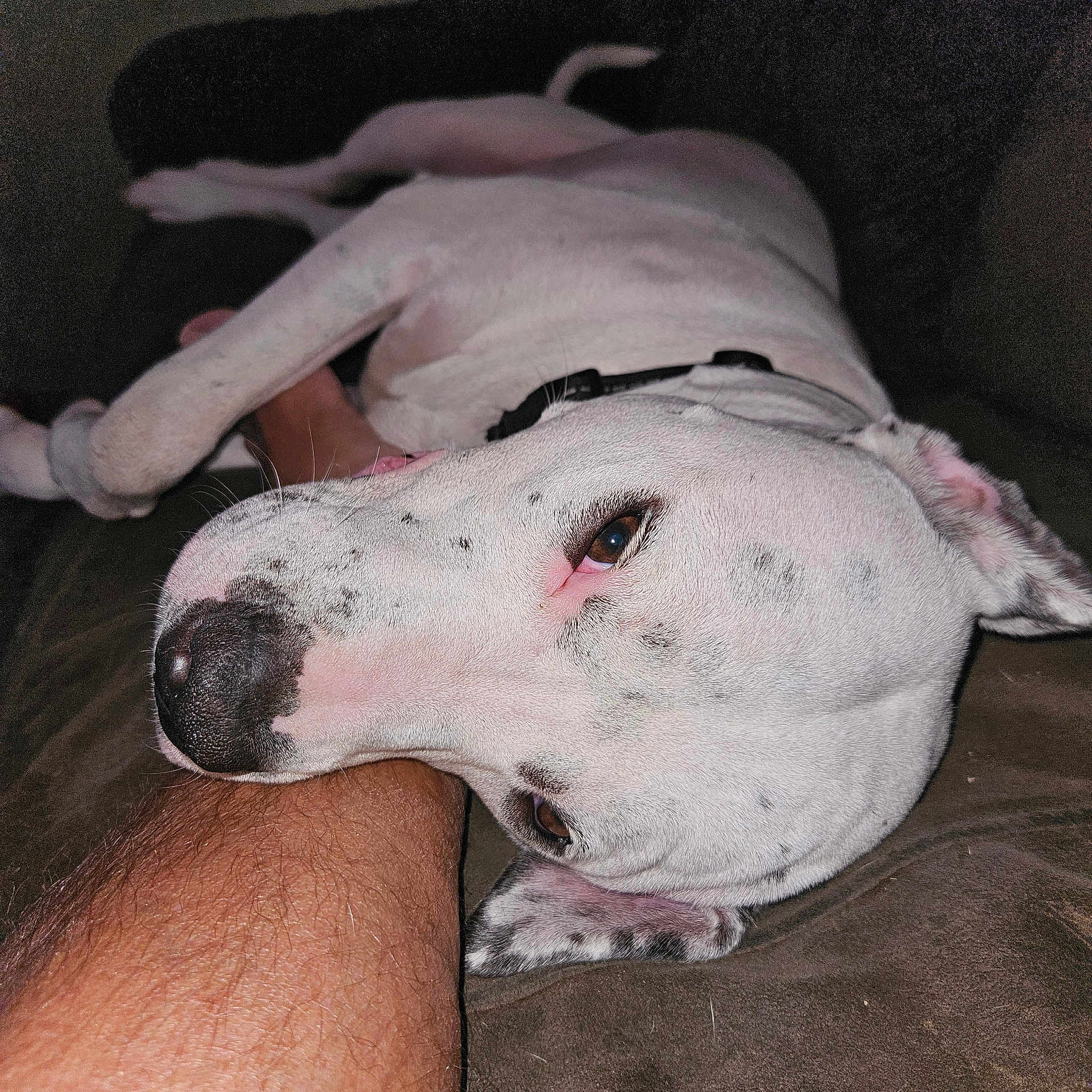 Augie