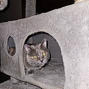 Pixie is registered to the contest to win money with this photo: abyssinian, angora, animal, architecture, building, cat, couch, den, doghouse, furniture, hole, homedecor, indoors, kennel, kitten, manx, outdoors, pet, shelter, wood