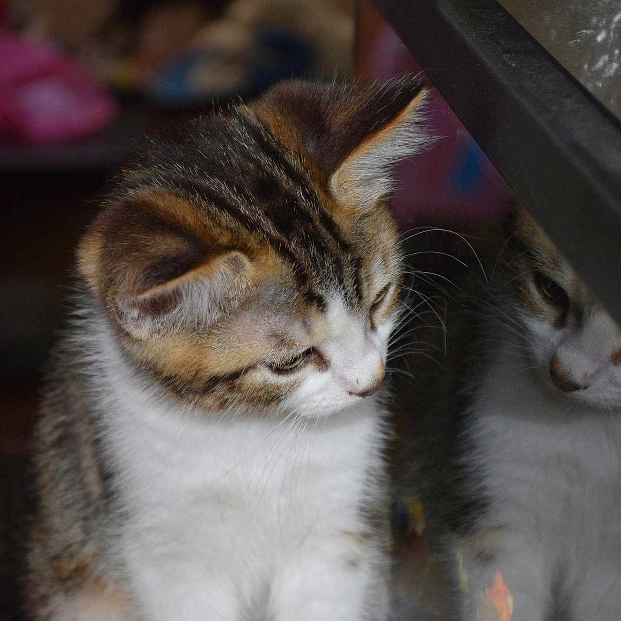 Tim participe au concours pour gagner de l'argent avec cette photo : animal, brown, cat, closeup, curious, cute, ears, fur, glass, indoor, kitten, looking_down, pet, portrait, reflection, soft_light, tabby, whiskers, white, young