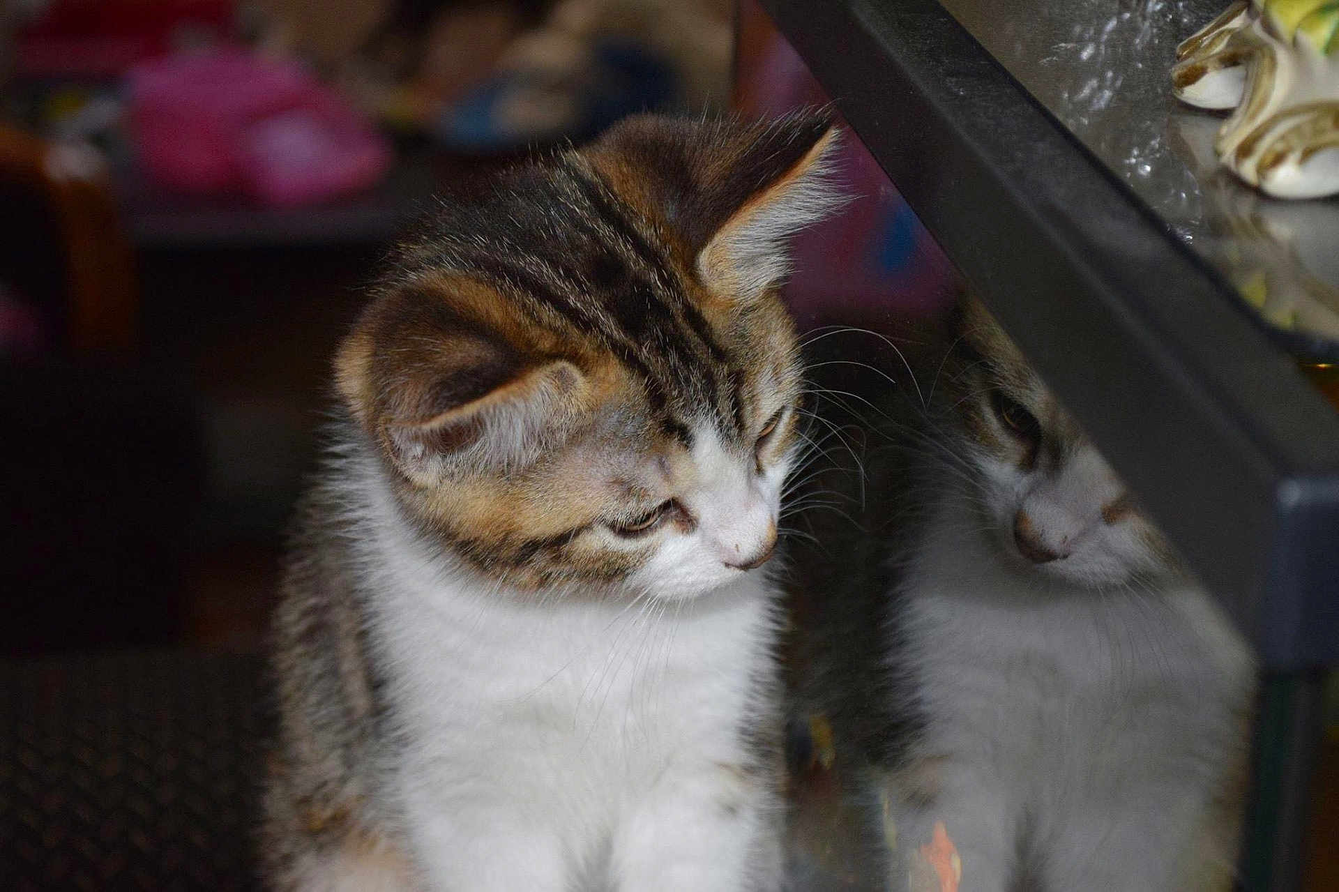 Tim participe au concours pour gagner de l'argent avec cette photo : kitten, cat, reflection, glass, curious, fur, white, brown, tabby, indoor, closeup, pet, animal, young, whiskers, ears, portrait, looking_down, soft_light, cute