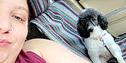 Clover is registered to the contest to win money with this photo: person, dog, poodle, car, seatbelt, window, blanket, striped_blanket, interior, pet, leash, collar, black_and_white, face, nose_ring, casual_clothing, seat, daylight, trees, vehicle