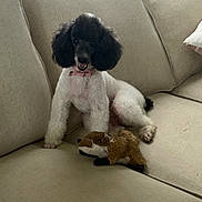 Clover is registered to the contest to win money with this photo: poodle, dog, plush_toy, fox_toy, couch, indoor, pet, animal, fur, black_and_white, sitting, cozy, smiling, collar, toy, living_room, furniture, cute, domestic_animal, relaxed