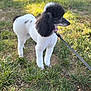 Clover joined the competition — help win amazing prizes! dog, poodle, leash, grass, outdoor, pet, animal, groomed, furry, black_and_white, standing, sunlight, nature, canine, collar, portrait, summer, cute, fluffy, alert