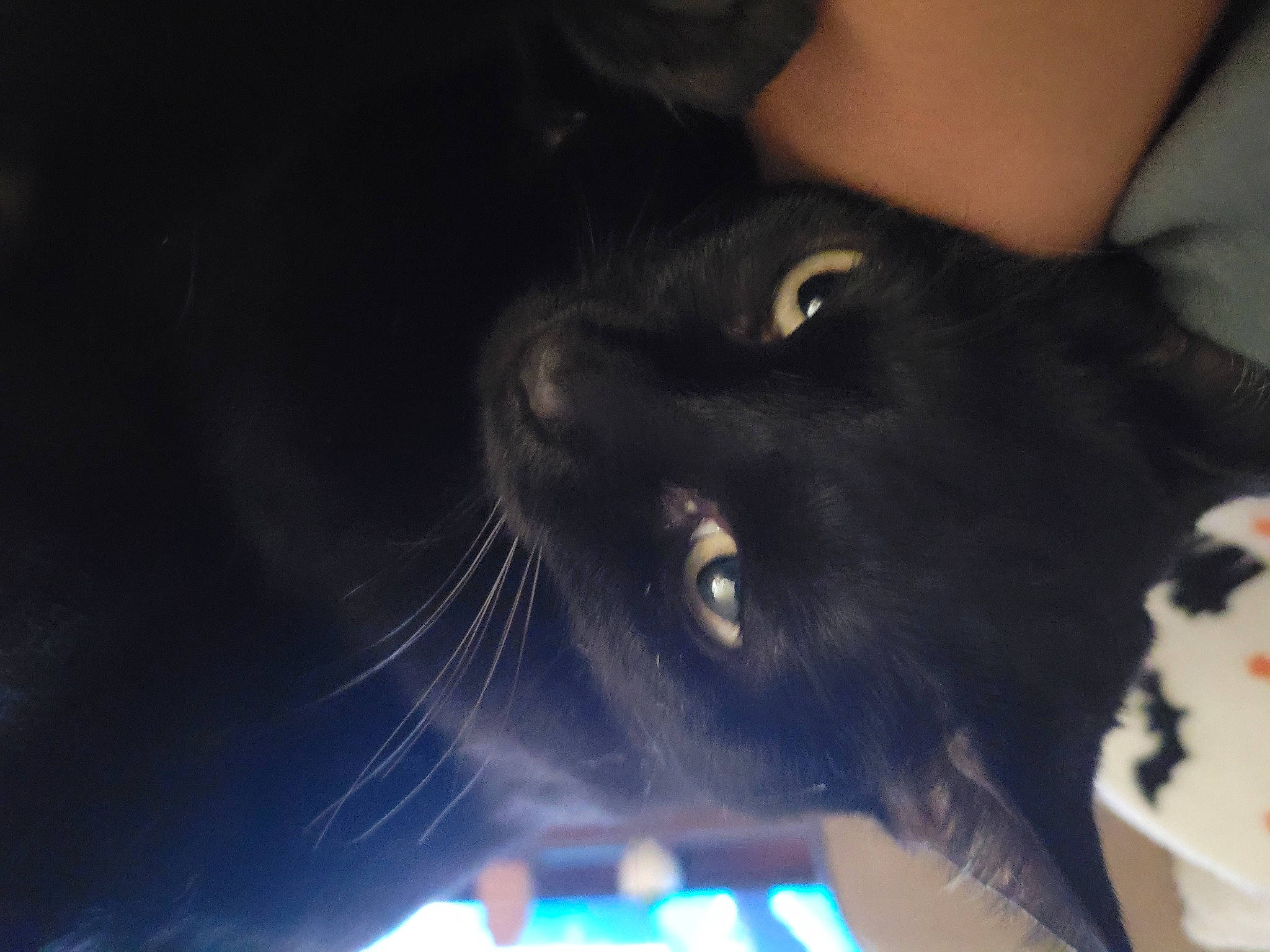 Batty joined the competition — help win amazing prizes! black_cat, canidae, carnivore, cat, claw, darkness, dog_breed, domestic_short_haired_cat, electric_blue, felidae, fur, night, plant, small_to_medium_sized_cats, snout, sporting_group, tail, tree, whiskers