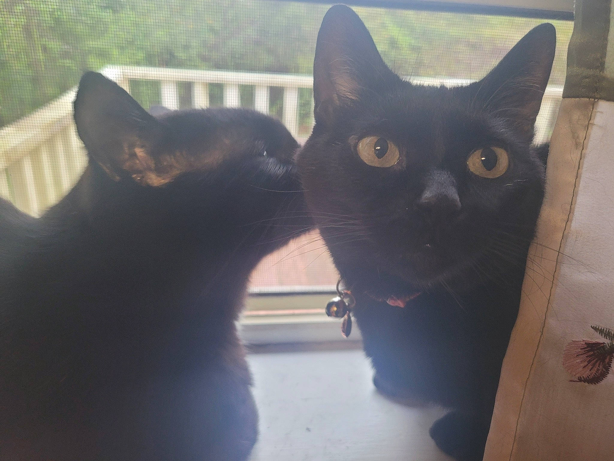 Batty joined the competition — help win amazing prizes! black_cat, bombay, carnivore, cat, domestic_short_haired_cat, felidae, fur, grey, mammal, plant, small_to_medium_sized_cats, snout, tail, terrestrial_animal, tree, whiskers, window