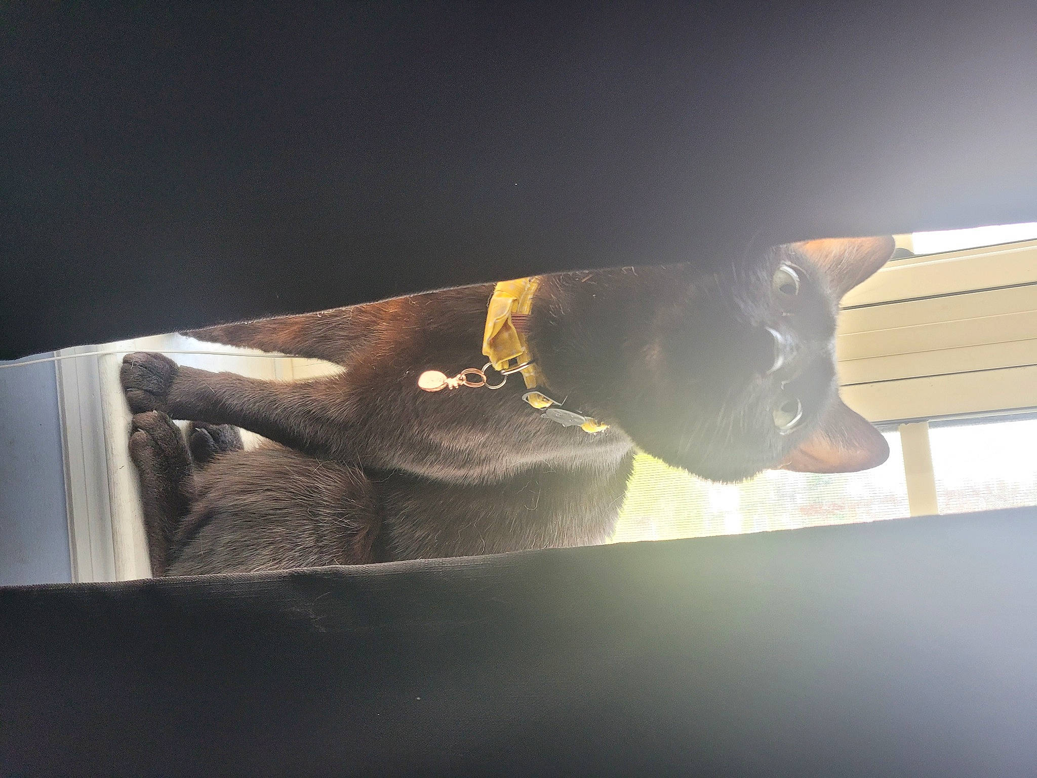 Batty joined the competition — help win amazing prizes! art, ceiling, eyewear, fin, fish, glass, lens_flare, metal, rectangle, room, shade, shadow, sunglasses, tail, tints_and_shades, underwater, visual_arts, wing, wood