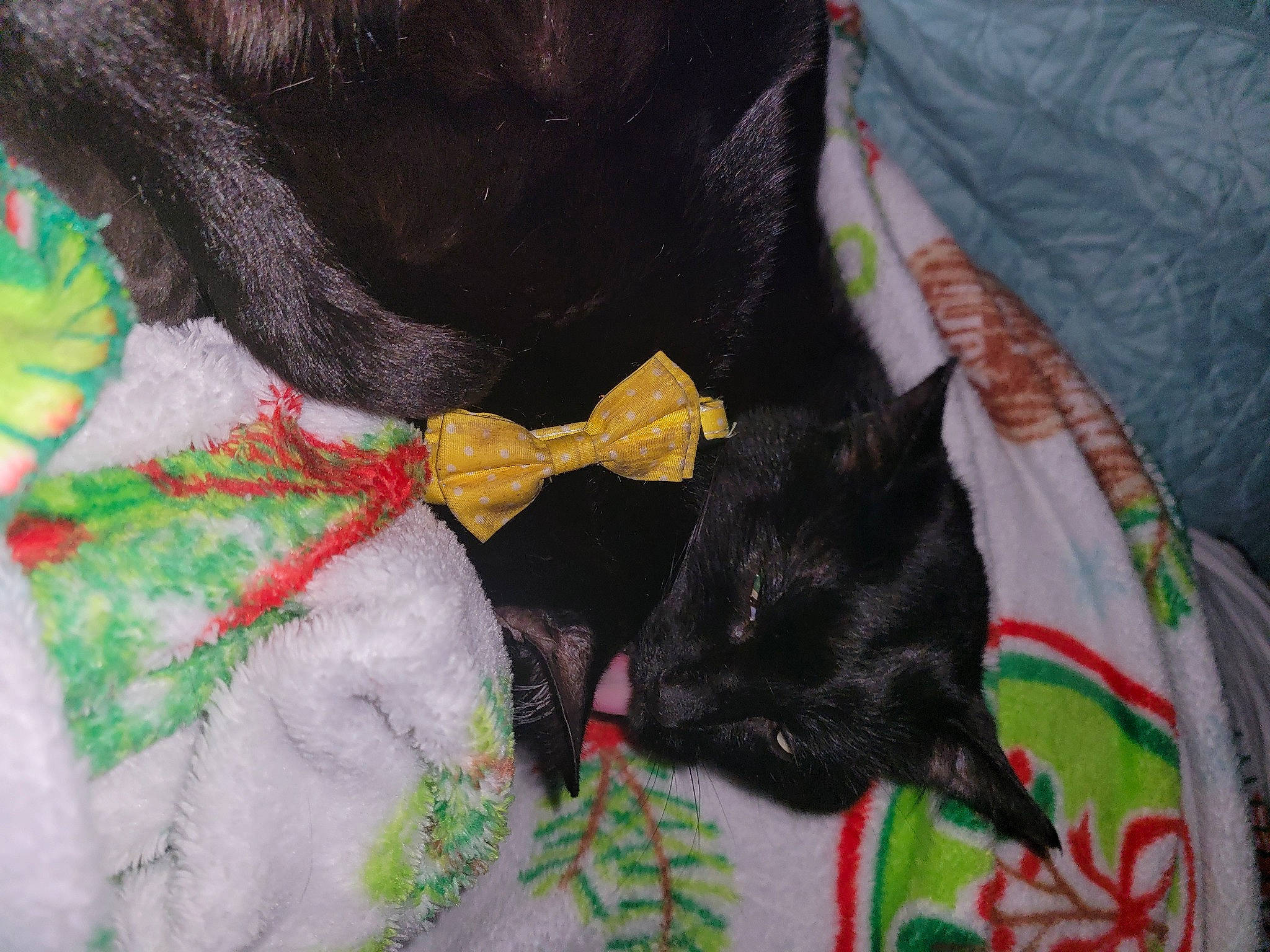 Chester joined the competition — help win amazing prizes! black_cat, bombay, carnivore, cat, collar, comfort, dog_breed, domestic_short_haired_cat, fashion_accessory, fawn, felidae, fur, linens, pattern, small_to_medium_sized_cats, tail, textile, whiskers, woolen, working_animal