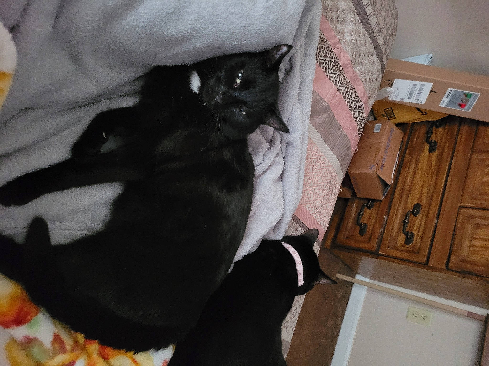 Chester joined the competition — help win amazing prizes! black_cat, bombay, cabinetry, carnivore, cat, claw, comfort, companion_dog, dog_breed, domestic_short_haired_cat, drawer, fawn, felidae, fur, mammal, room, shipping_box, small_to_medium_sized_cats, tail, whiskers