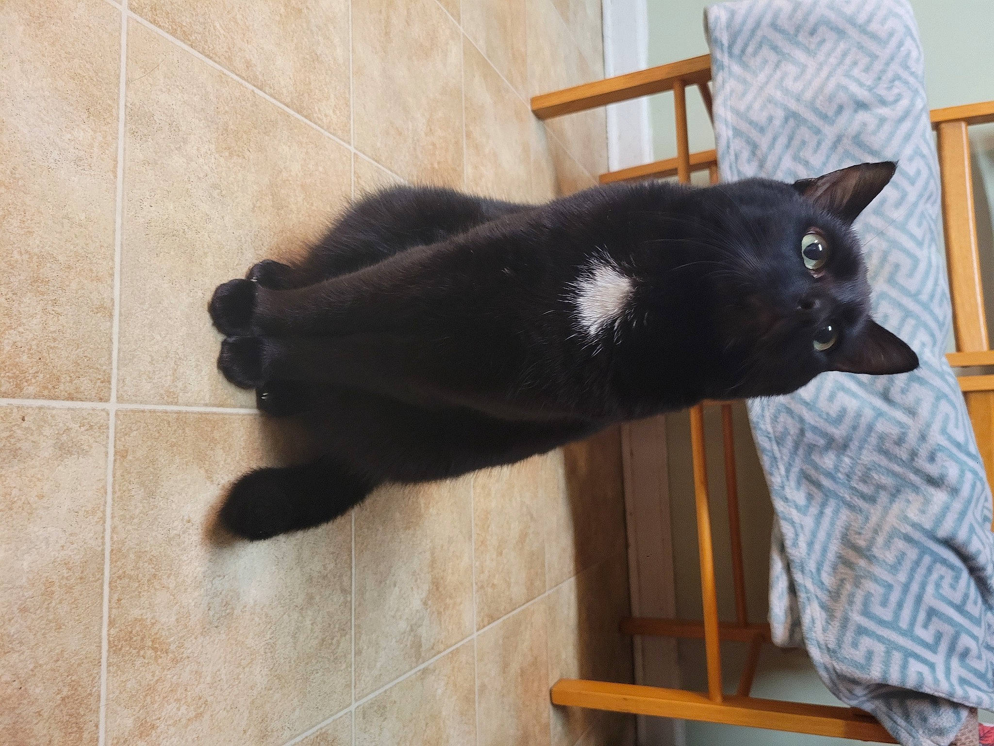 Chester joined the competition — help win amazing prizes! black_cat, bombay, canidae, carnivore, cat, chair, claw, dog_breed, domestic_short_haired_cat, felidae, flooring, fur, natural_material, small_to_medium_sized_cats, snout, sporting_group, tail, terrestrial_animal, tile_flooring, whiskers