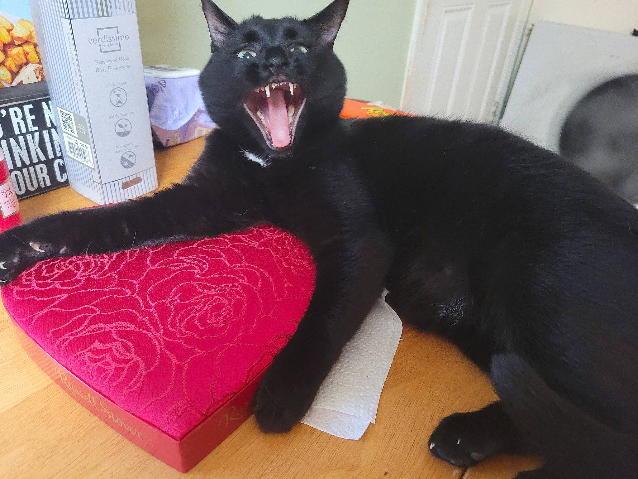 Chester is registered to the contest to win money with this photo: bed, black_cat, bombay, carnivore, cat, comfort, dog_breed, domestic_short_haired_cat, fang, felidae, fur, jaw, roar, small_to_medium_sized_cats, snout, tail, terrestrial_animal, whiskers, window, yawn