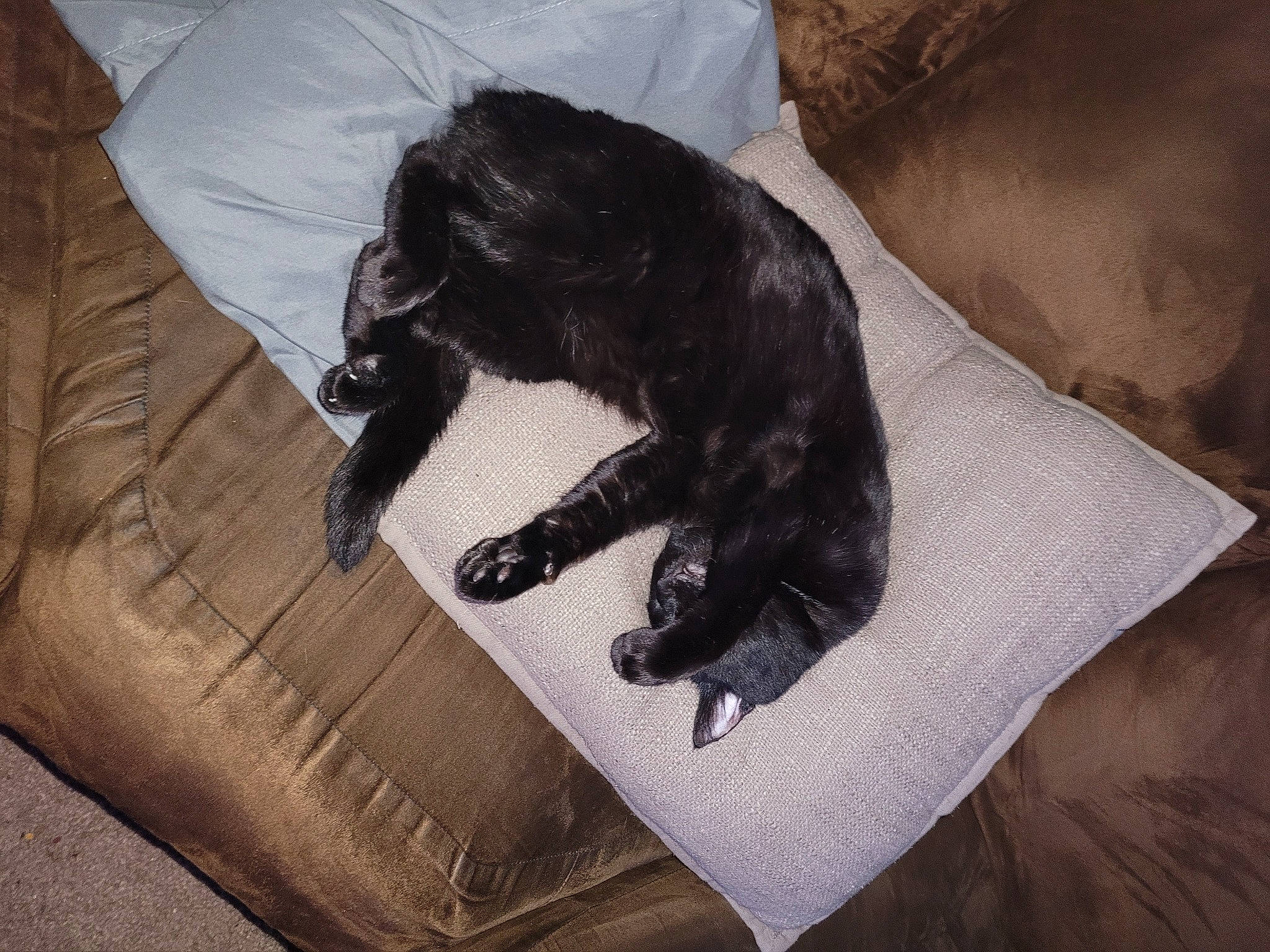 Chester joined the competition — help win amazing prizes! black_cat, canidae, carnivore, cat, claw, comfort, companion_dog, couch, dog_breed, domestic_short_haired_cat, felidae, fur, grey, linens, paw, small_to_medium_sized_cats, snout, sporting_group, tail, whiskers