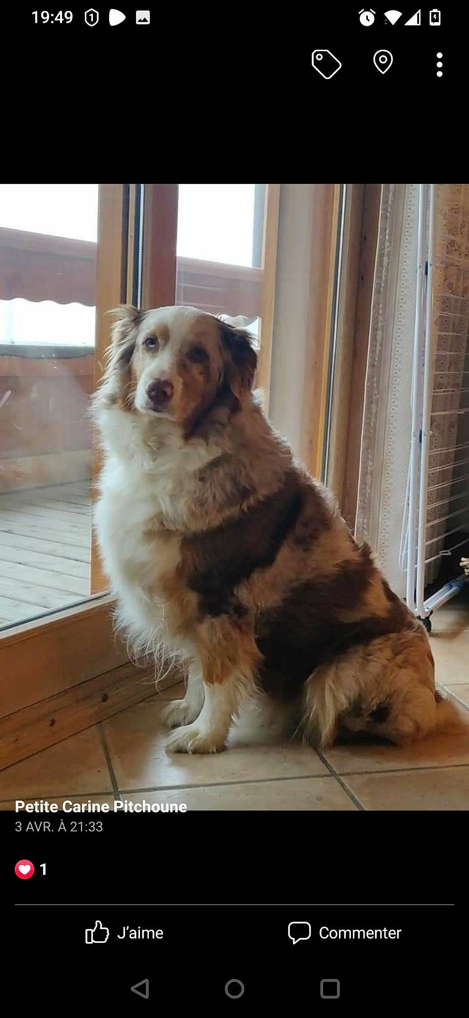 Olly participe au concours pour gagner de l'argent avec cette photo : ancient_dog_breeds, carnivore, companion_dog, dog, dog_breed, door, flooring, fur, gun_dog, hardwood, plant, snout, sporting_group, terrestrial_animal, whiskers, wood, working_dog