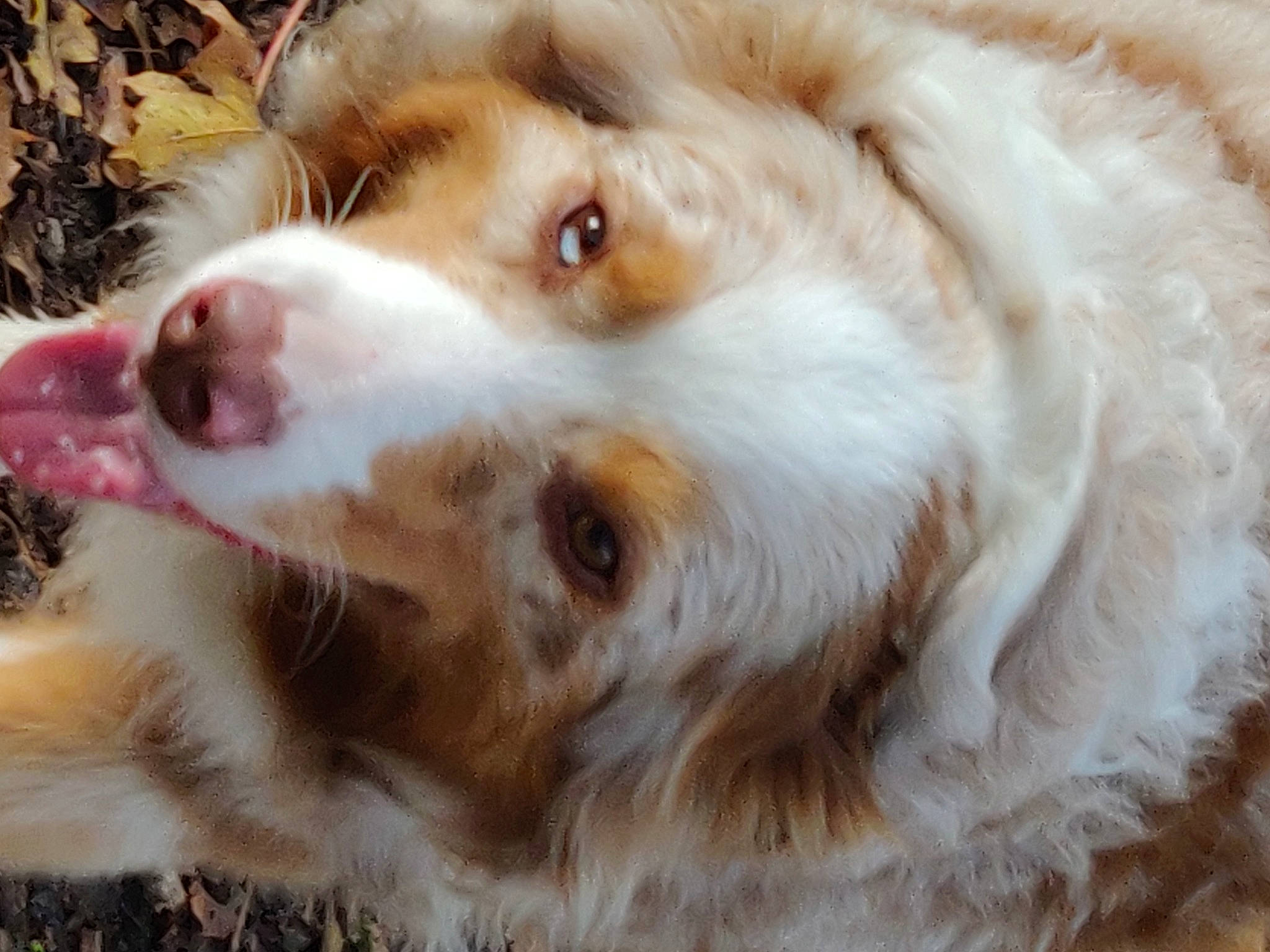 Olly participe au concours pour gagner de l'argent avec cette photo : australian_collie, canidae, carnivore, companion_dog, dog, dog_breed, fawn, fur, gun_dog, herding_dog, liver, miniature_australian_shepherd, snout, sporting_group, terrestrial_animal, whiskers, wildlife, working_dog