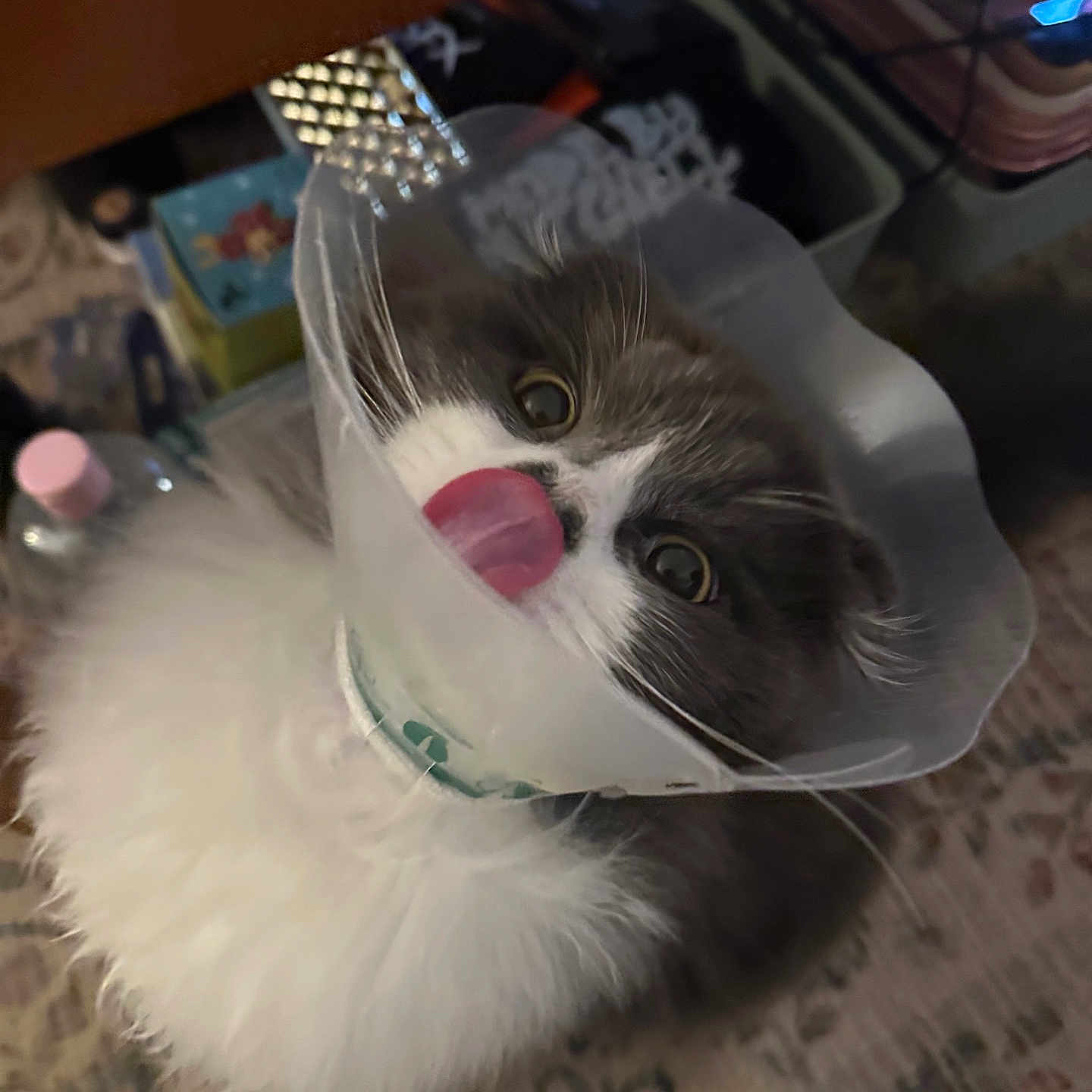 Romeo joined the competition — help win amazing prizes! angora, animal, bag, bodypart, bowl, canine, cat, dog, drawer, furniture, head, indoors, kitten, manx, mouth, person, pet, plastic, plasticbag, tongue