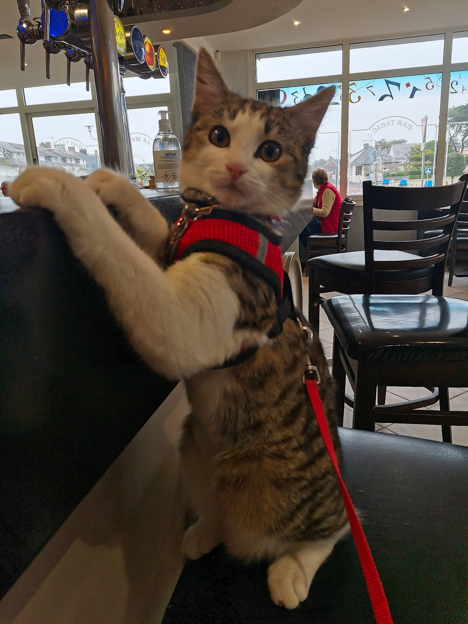 Céleste a rejoint le concours — aidez-le/la à gagner de superbes lots ! bag, carnivore, cat, chair, collar, comfort, domestic_short_haired_cat, fawn, felidae, fur, gesture, houseplant, lap, mammal, small_to_medium_sized_cats, snout, tail, whiskers, window, wood