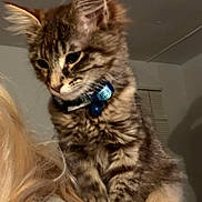 Romie joined the competition — help win amazing prizes! animal, blinds, cat, collar, cozy, curious, ears, face, fur, gray_shirt, hair, indoor, kitten, person, pet, shoulder, tabby, whiskers, window, young_cat