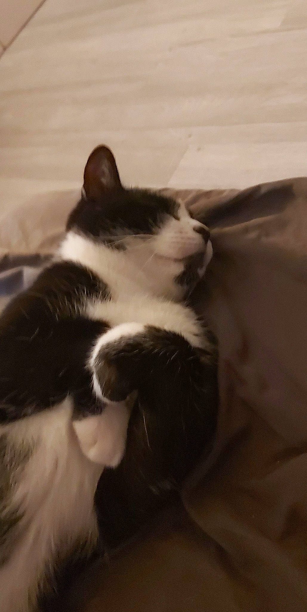 Sasuké a rejoint le concours — aidez-le/la à gagner de superbes lots ! carnivore, cat, cloud, comfort, domestic_short_haired_cat, eye, felidae, foot, fur, head, human_leg, monochrome, monochrome_photography, paw, sky, small_to_medium_sized_cats, tail, tree, whiskers, wood