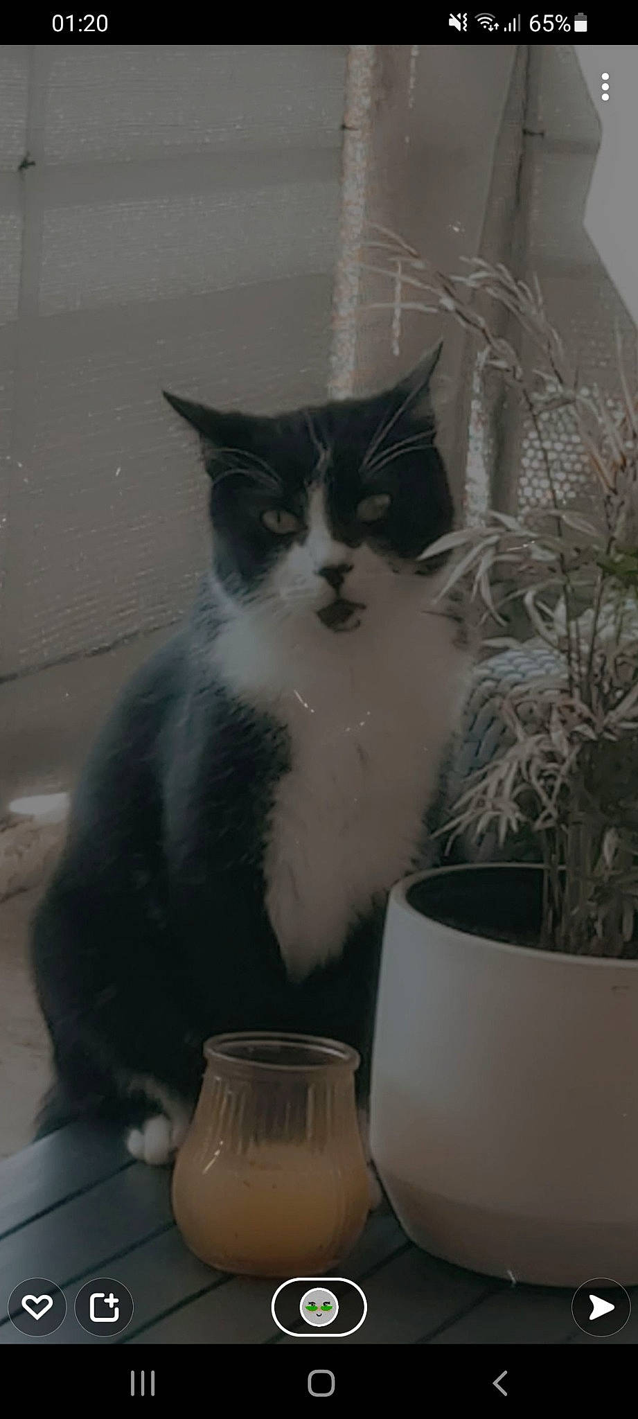 Sasuké a rejoint le concours — aidez-le/la à gagner de superbes lots ! black_and_white, carnivore, cat, cup, domestic_short_haired_cat, drinkware, felidae, flowerpot, fur, grey, houseplant, iris, monochrome, monochrome_photography, plant, serveware, small_to_medium_sized_cats, snout, tail, whiskers