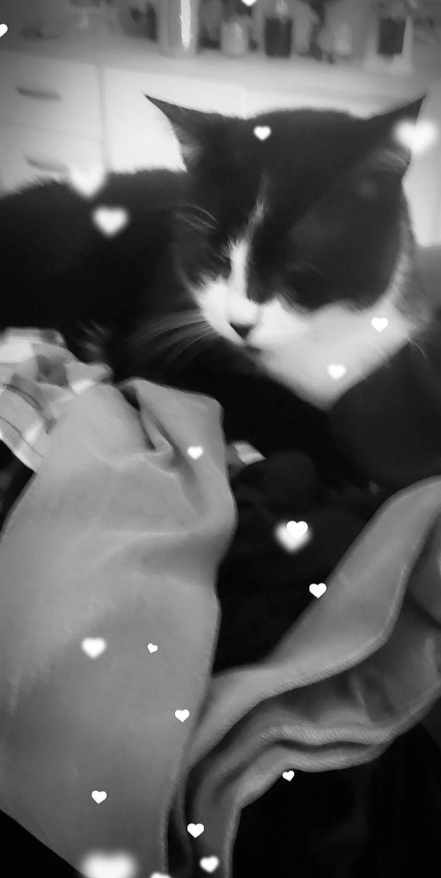 Sasuké a rejoint le concours — aidez-le/la à gagner de superbes lots ! black, black_and_white, carnivore, cat, domestic_short_haired_cat, elbow, eyewear, felidae, flash_photography, formal_wear, fur, gesture, happy, monochrome, monochrome_photography, small_to_medium_sized_cats, style, tail, tree, whiskers