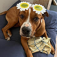 Charli participe au concours pour gagner de l'argent avec cette photo : bed, bedding, bedroom, blanket, brown_dog, brown_fur, canine, costume, daisy, dog, eyes, face, flower_glasses, indoors, lying_down, nose, pet, portrait, relaxed, white_markings