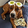 bed, bedding, bedroom, blanket, brown_dog, brown_fur, canine, costume, daisy, dog, eyes, face, flower_glasses, indoors, lying_down, nose, pet, portrait, relaxed, white_markings