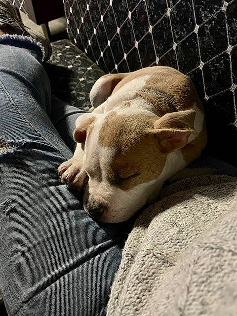 Bailey joined the competition — help win amazing prizes! animal_shelter, cage, carnivore, comfort, companion_dog, dog, dog_breed, dog_supply, fawn, mesh, paw, pet_supply, puppy_love, sporting_group, street_dog, tail, terrestrial_animal, toy_dog, whiskers, working_animal