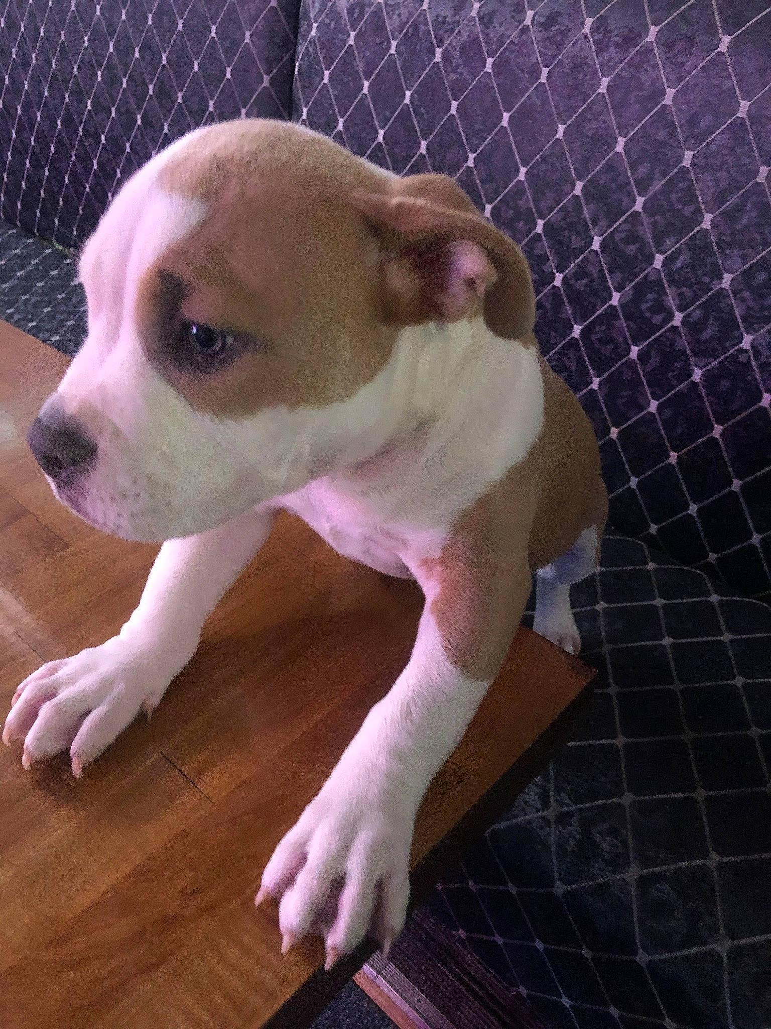 Bailey is registered to the contest to win money with this photo: canidae, carnivore, companion_dog, dog, dog_breed, fawn, flooring, hardwood, non_sporting_group, pet_supply, snout, sporting_group, terrestrial_animal, toy_dog, varnish, whiskers, wood, wood_flooring, wood_stain, working_animal