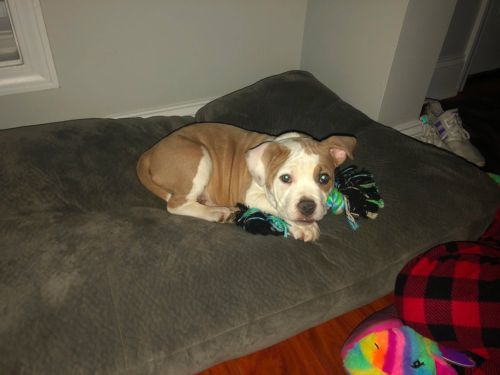 Bailey is registered to the contest to win money with this photo: carnivore, comfort, companion_dog, couch, dog, dog_bed, dog_breed, dog_clothes, dog_supply, fawn, floor, flooring, hardwood, pet_supply, pillow, snout, tartan, toy_dog, wood, working_animal