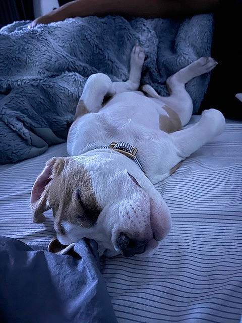 Bailey is registered to the contest to win money with this photo: art, bed_sheet, bedding, canidae, carnivore, comfort, companion_dog, dog, dog_breed, fawn, felidae, grey, linens, nap, paw, snout, sporting_group, tail, working_animal, wrinkle