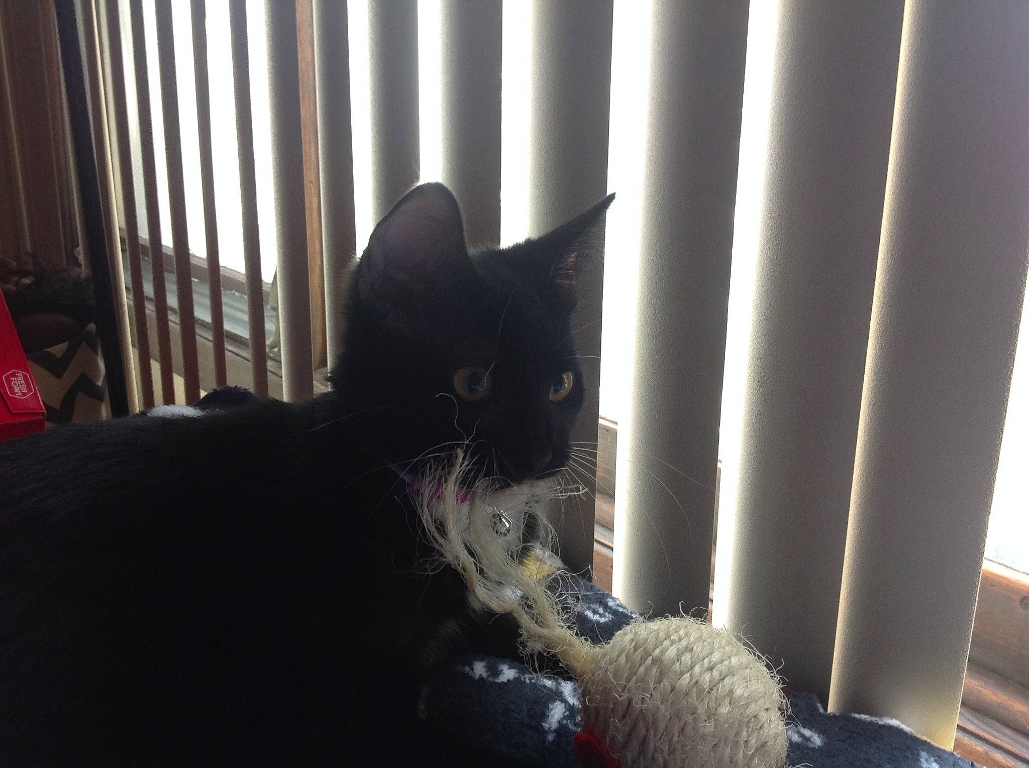 Winnie joined the competition — help win amazing prizes! black_cat, bombay, carnivore, cat, cat_supply, domestic_short_haired_cat, felidae, fur, pet_supply, small_to_medium_sized_cats, snout, tail, terrestrial_animal, vertebrate, whiskers, window_covering