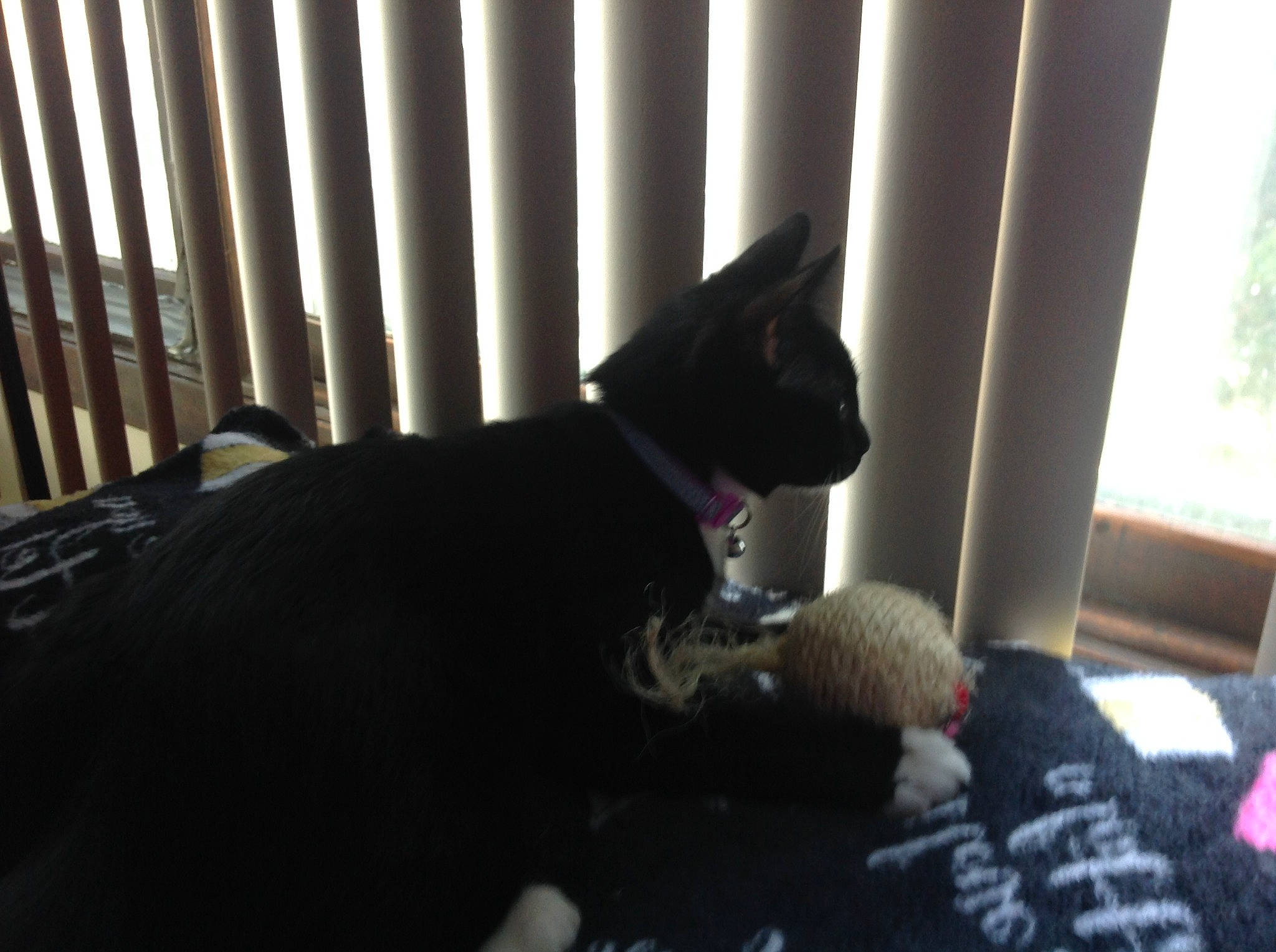 Winnie joined the competition — help win amazing prizes! black, carnivore, cat, collar, comfort, daylighting, domestic_short_haired_cat, felidae, fence, fur, pet_supply, small_to_medium_sized_cats, snout, tail, terrestrial_animal, vertebrate, whiskers, window_covering, window_treatment