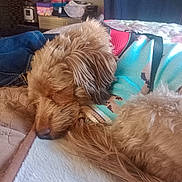 Smokey joined the competition — help win amazing prizes! dog, sleeping, bed, blanket, sweater, fur, cozy, indoor, pet, resting, brown, cute, animal, warm, soft, relaxation, home, furniture, comfort, nap