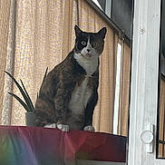 Ginger joined the competition — help win amazing prizes! cat, calico, indoor, plant, curtains, table, pot, alert, sitting, furniture, window, light, ears, whiskers, fur, animal, pet, colorful, household, curiosity