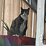 cat, calico, indoor, plant, curtains, table, pot, alert, sitting, furniture, window, light, ears, whiskers, fur, animal, pet, colorful, household, curiosity