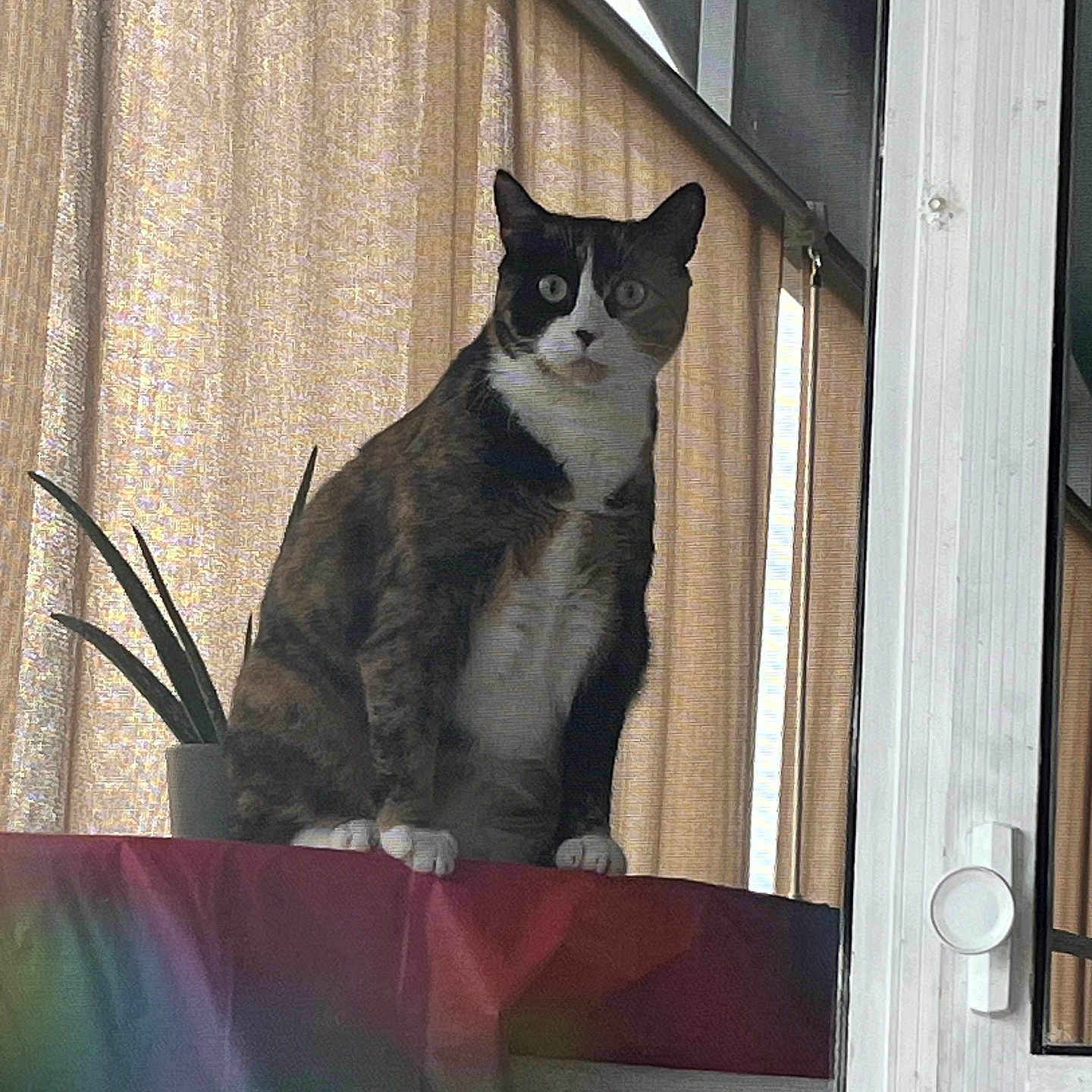 Ginger joined the competition — help win amazing prizes! alert, animal, calico, cat, colorful, curiosity, curtains, ears, fur, furniture, household, indoor, light, pet, plant, pot, sitting, table, whiskers, window