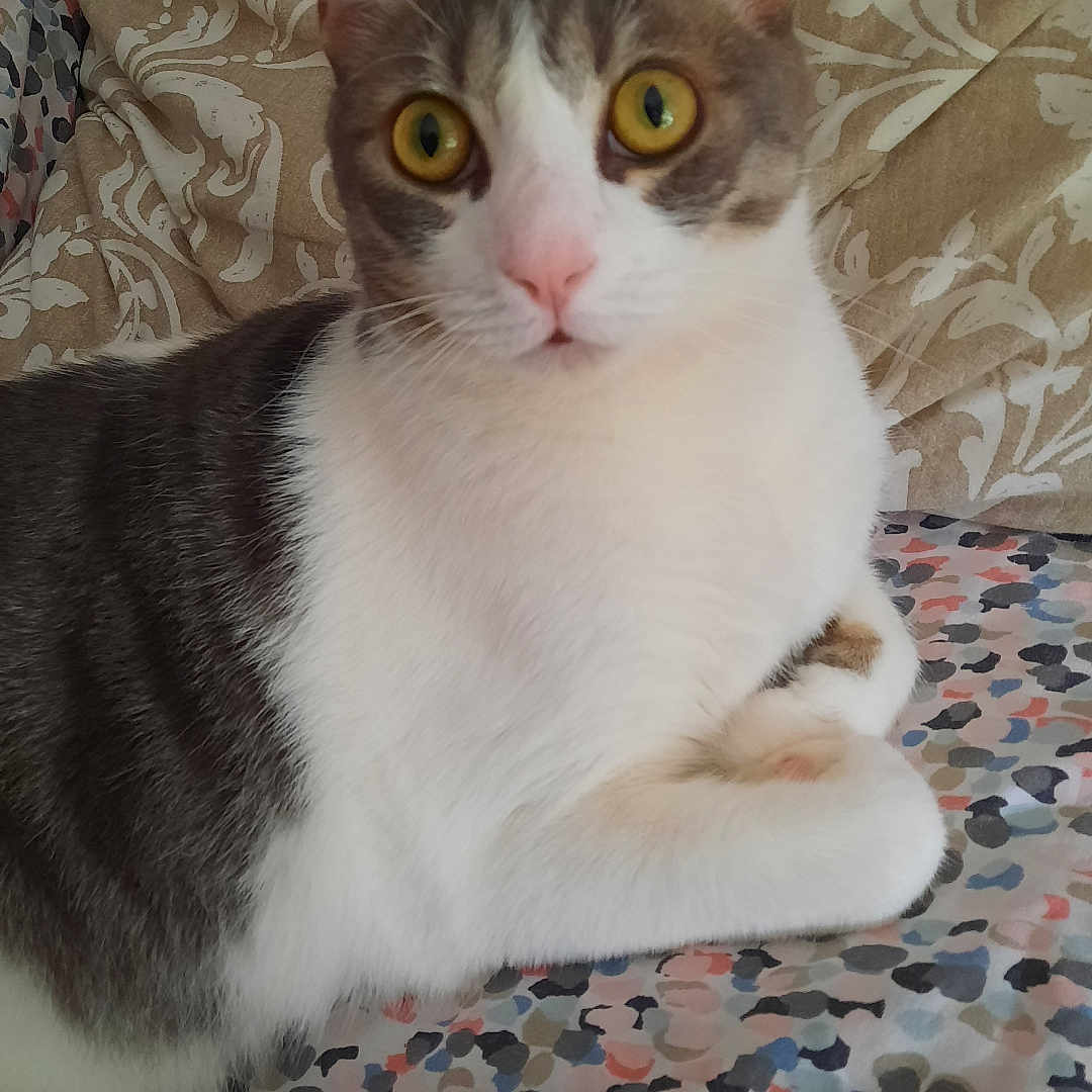 Sumo a rejoint le concours — aidez-le/la à gagner de superbes lots ! animal, cat, close_up, curious, cushion, cute, domestic_cat, ears, feline, gray_fur, indoor, patterned_blanket, pet, pink_nose, portrait, relaxed, resting, whiskers, white_fur, yellow_eyes