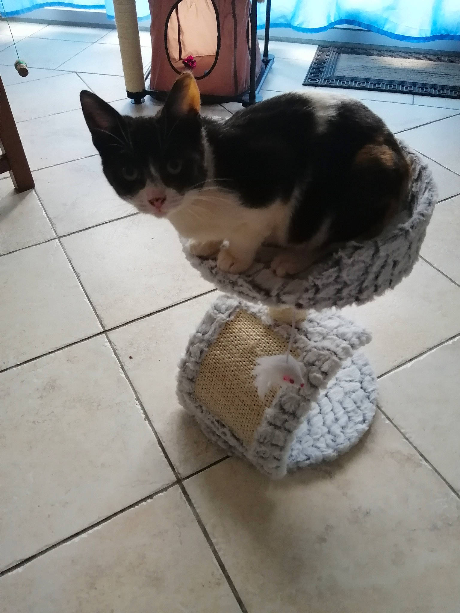 Chipie participe au concours pour gagner de l'argent avec cette photo : aegean_cat, carnivore, cat, domestic_short_haired_cat, egyptian_mau, european_shorthair, fawn, felidae, floor, kitten, small_to_medium_sized_cats, tail, whiskers