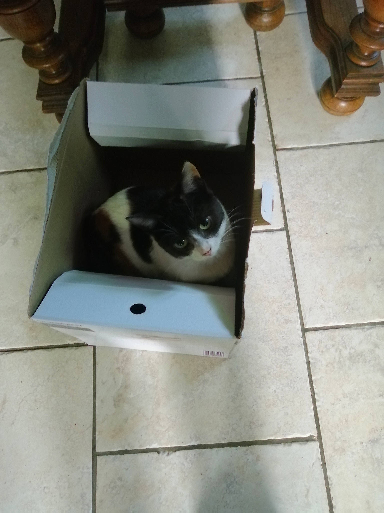 Chipie a rejoint le concours — aidez-le/la à gagner de superbes lots ! carnivore, cat, cat_supply, domestic_short_haired_cat, felidae, floor, flooring, kitten, litter_box, sink, small_to_medium_sized_cats, tail, whiskers