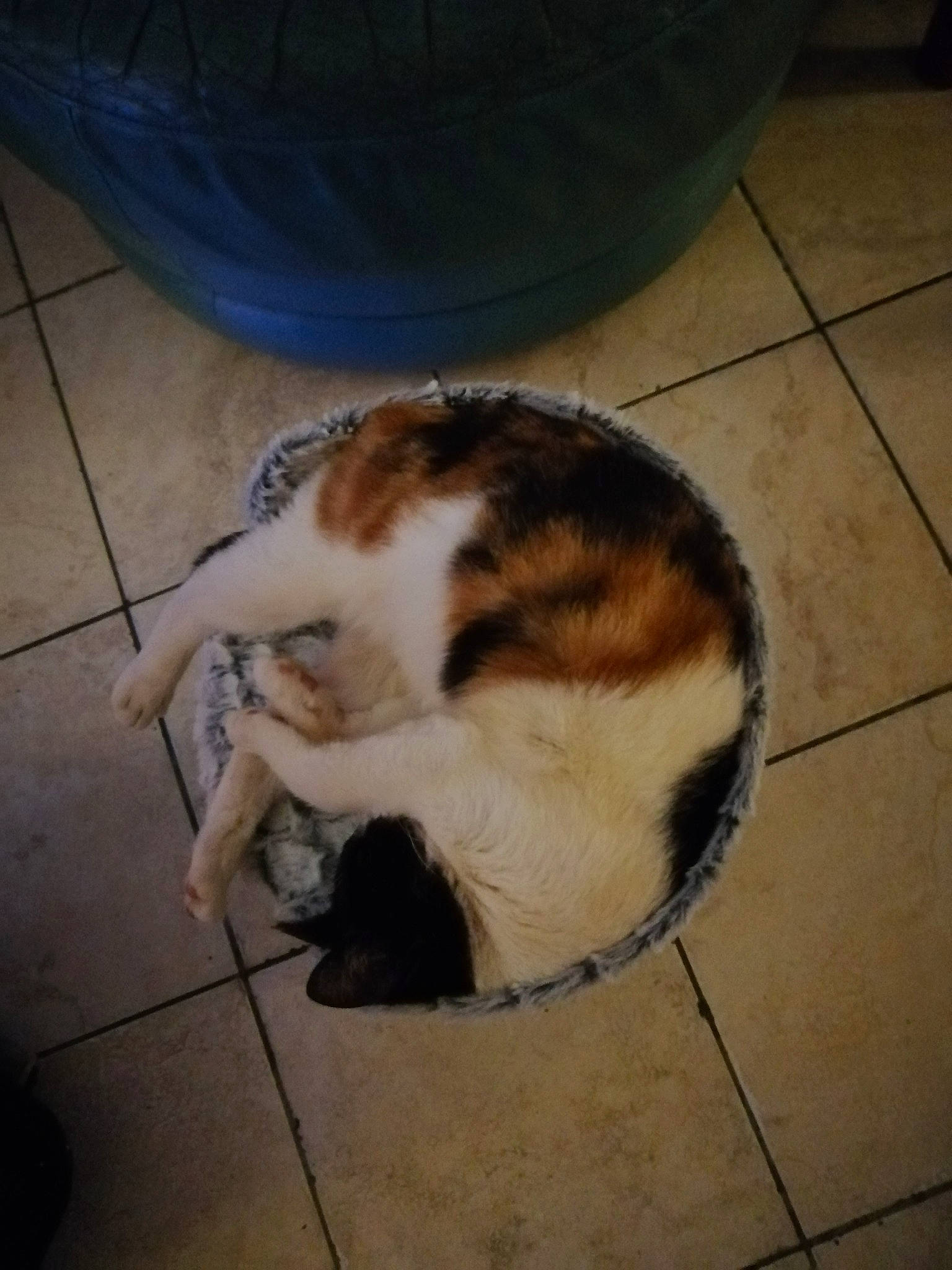 Chipie participe au concours pour gagner de l'argent avec cette photo : carnivore, cat, european_shorthair, felidae, floor, fur, small_to_medium_sized_cats, tail, whiskers