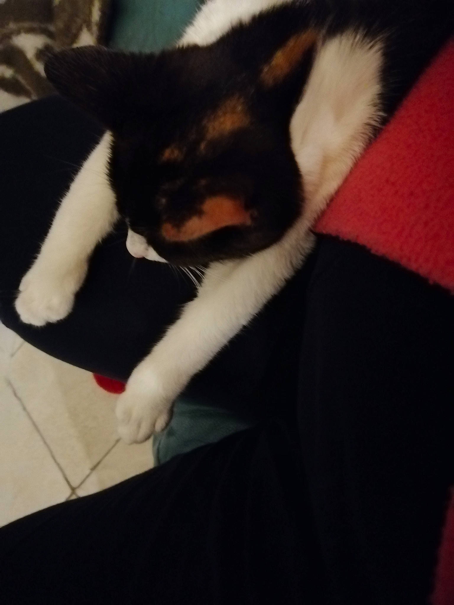 Chipie a rejoint le concours — aidez-le/la à gagner de superbes lots ! black, black_cat, canidae, carnivore, cat, ear, felidae, formal_wear, fur, head, leg, neck, organ, small_to_medium_sized_cats, snout, suit, tail, textile, tuxedo, whiskers