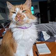 Wally joined the competition — help win amazing prizes! cat, orange_cat, white_fur, fluffy, pet, indoor, table, notebook, pen, hat, collar, purple_collar, living_room, furniture, domestic_animal, close_up, whiskers, ears, eyes, fur