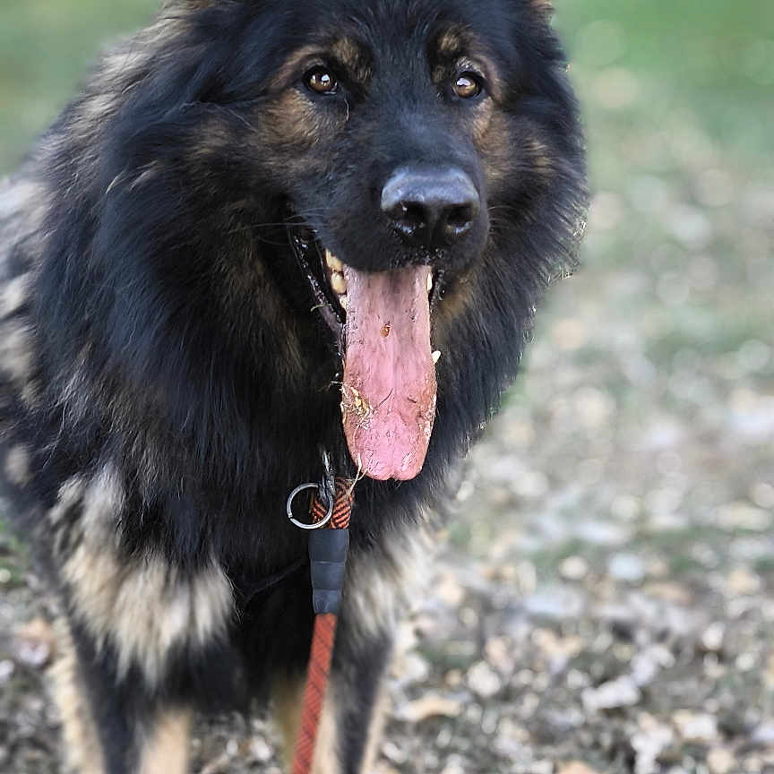Taïko Dlgdo participe au concours pour gagner de l'argent avec cette photo : animal, canine, closeup, dog, ears, eyes, fur, german_shepherd, grass, happy, leash, mouth, nature, nose, outdoor, pet, playful, portrait, tongue_out, walking