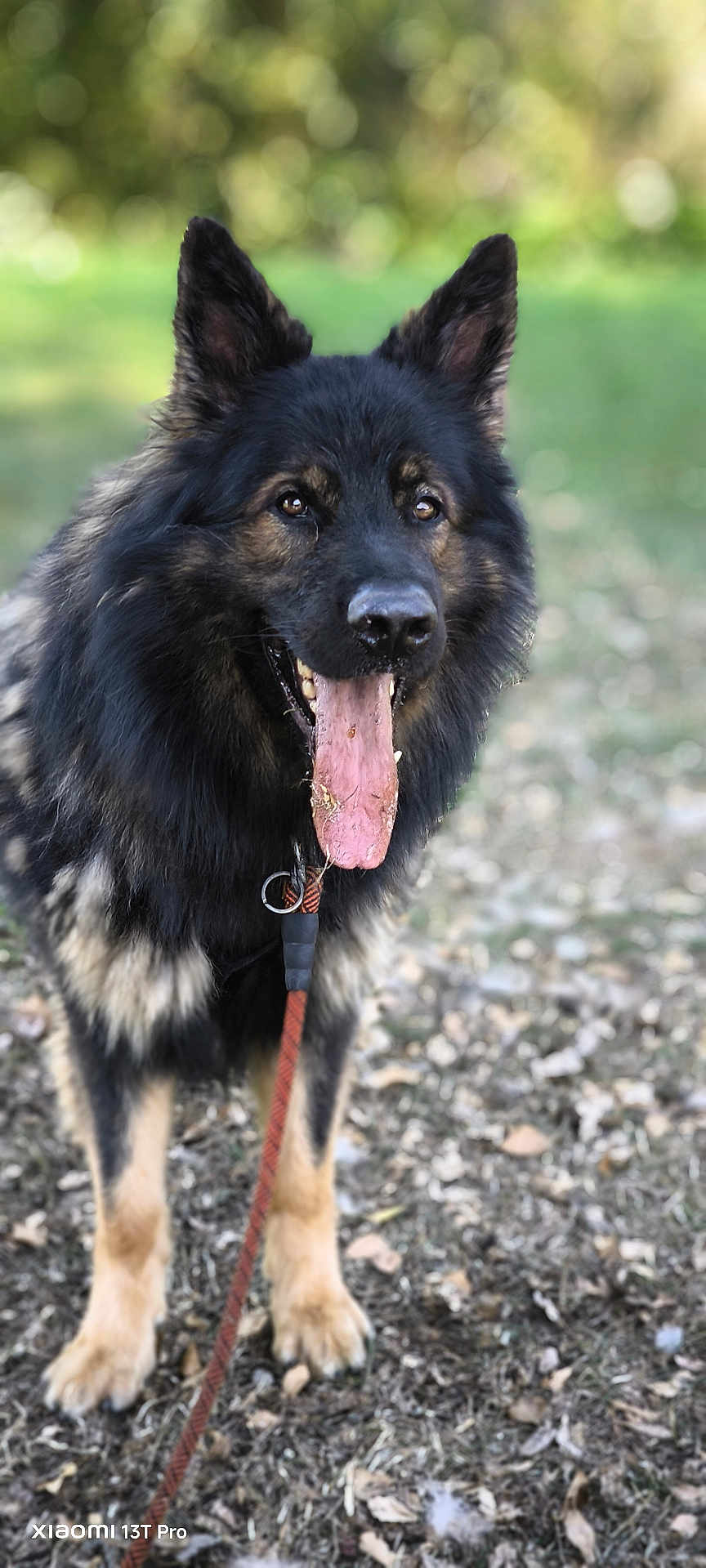 Taïko Dlgdo